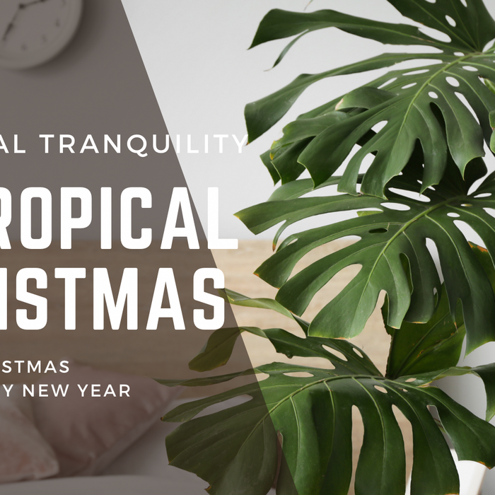Embrace the Tropical Tranquility: Best Tropical Houseplants for a Lush Indoor Oasis