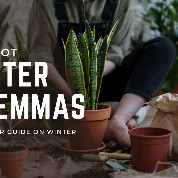 To Repot or Not: Winter Dilemmas for Tropical Houseplants