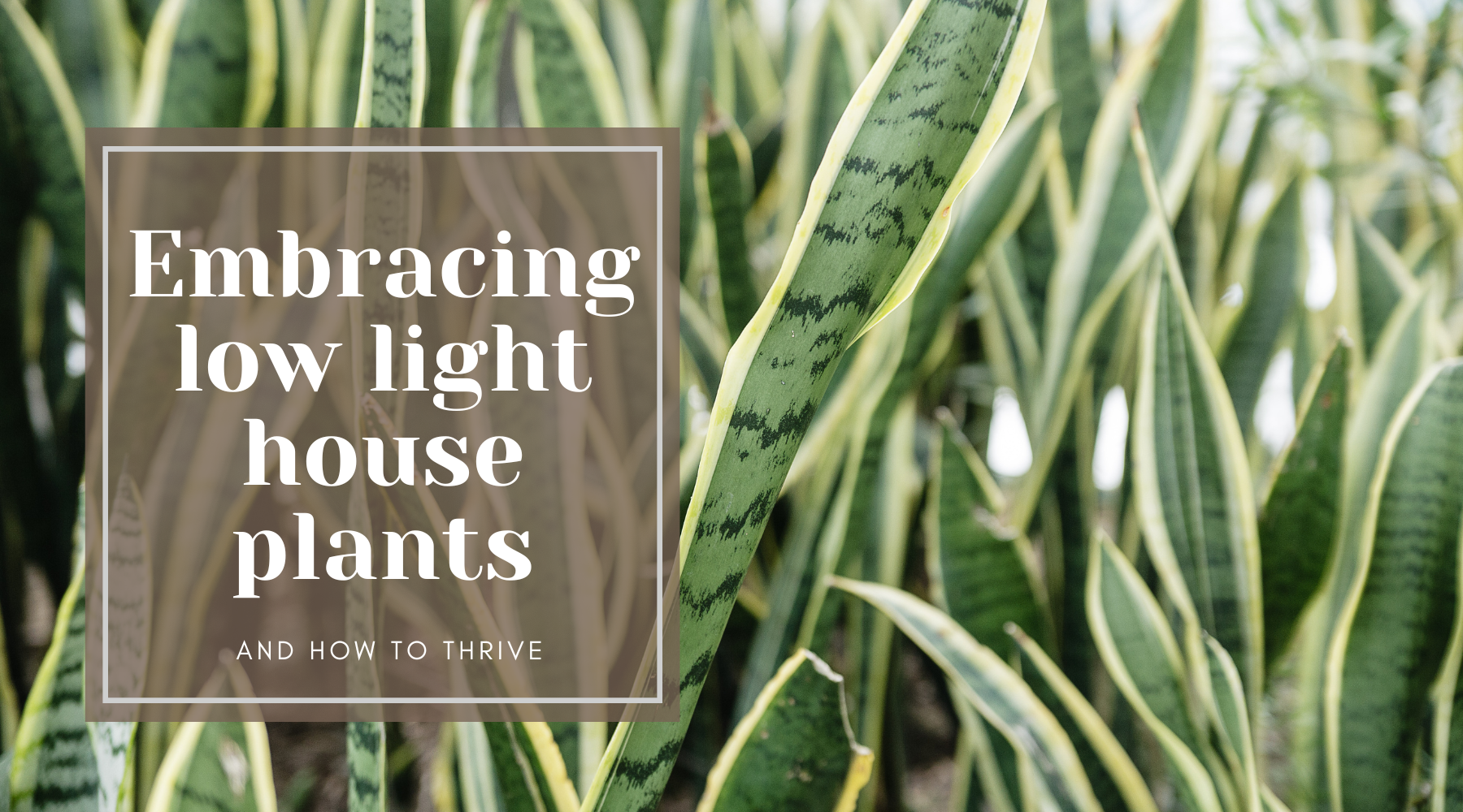 Thriving in the Shadows: Embracing Low Light with Houseplant