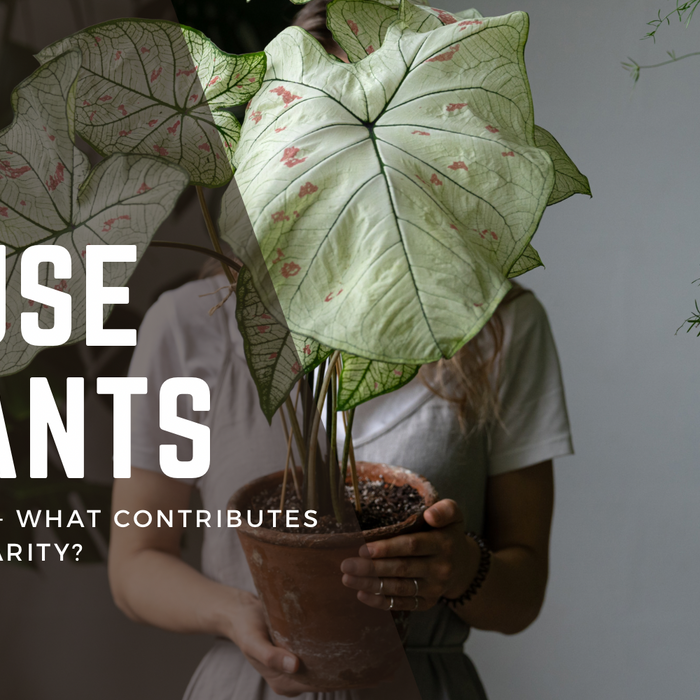 Unveiling the Green Treasures: Rare Houseplants in Canada and Expert Care Tips