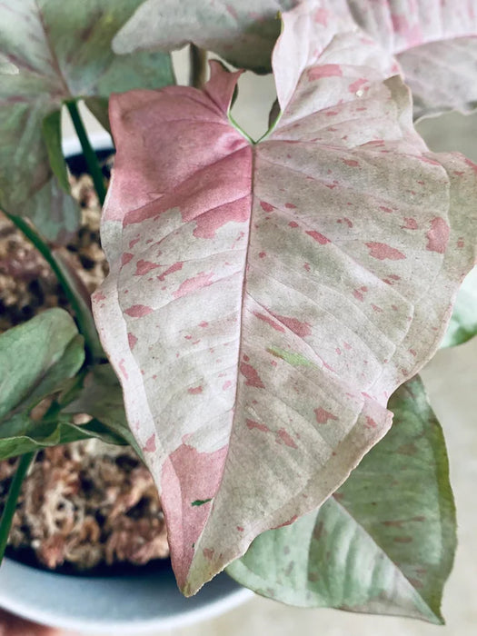 Plant spotlight: Aloe Vera & Syngonium Pink Spot