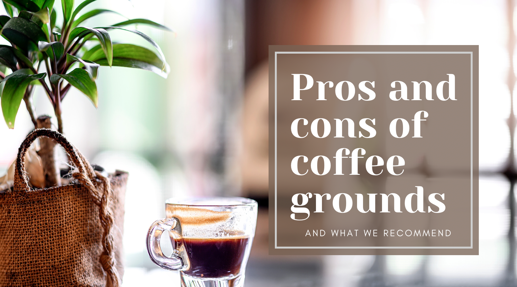 Brewing Green: Exploring the Pros and Cons of Using Coffee Grounds in Houseplants