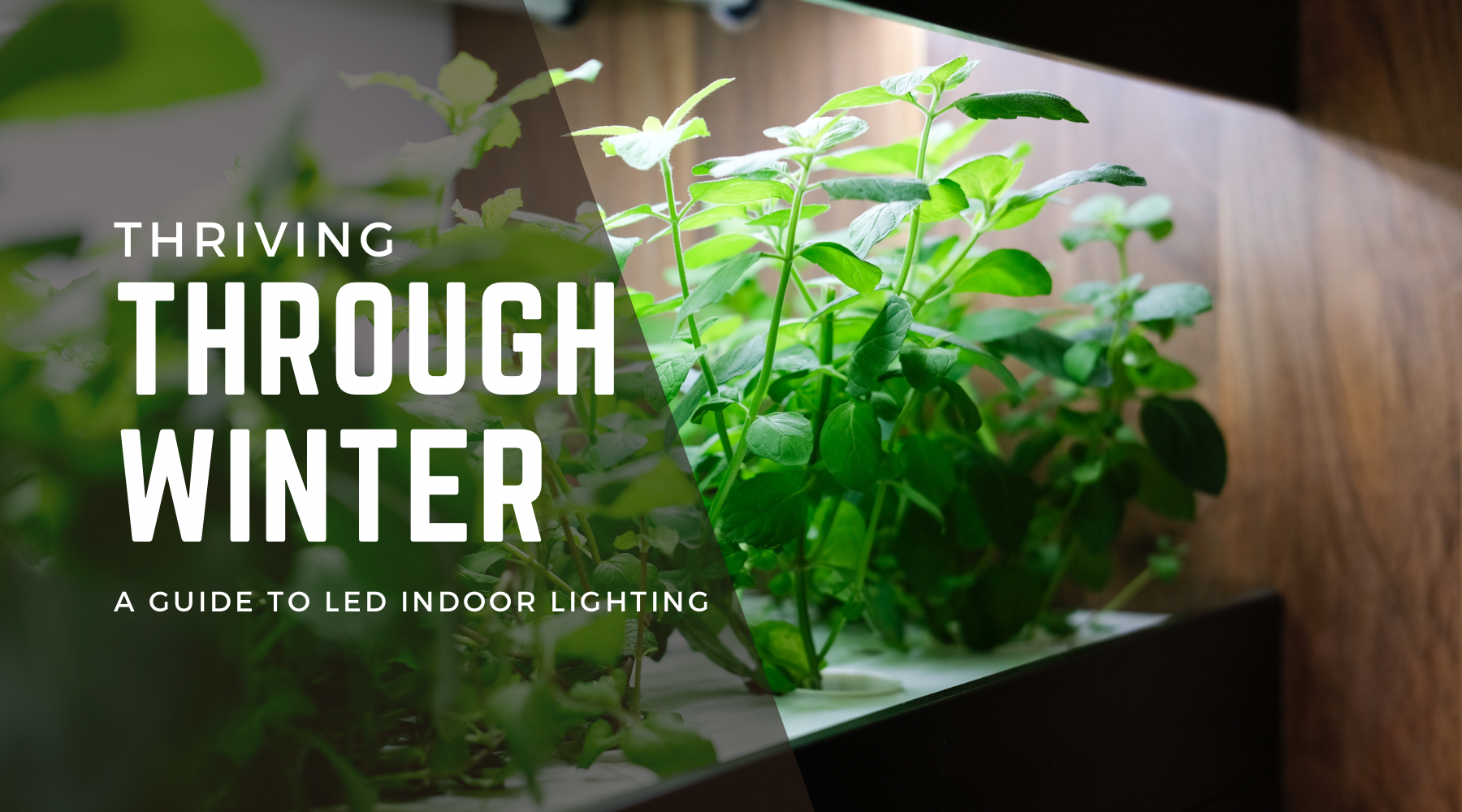 Thriving Through Winter: A Guide to Indoor Plant Care with LED Grow Lights from TWSG