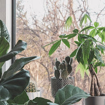 How to care for your houseplants in the winter