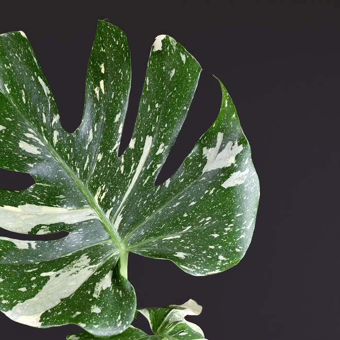 Uncommon houseplant Monstera thai constellation leaf