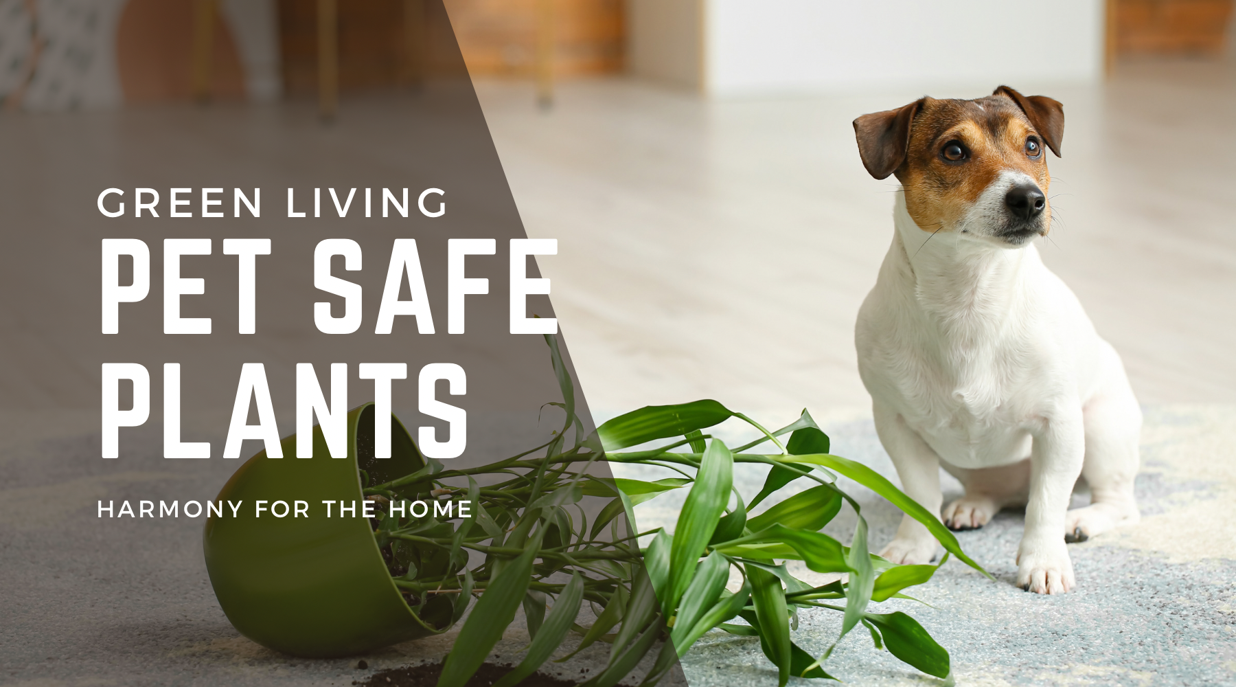 Green Living: Embracing Pet-Safe Plants in Your Home - A Guide to Airplants, Dracaena Janet Craig, and Parlour Palms