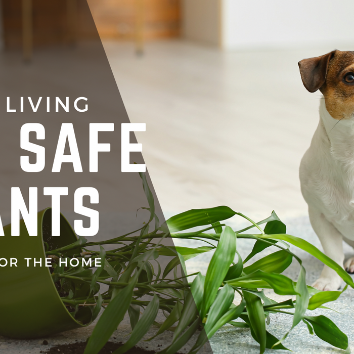 Green Living: Embracing Pet-Safe Plants in Your Home - A Guide to Airplants, Dracaena Janet Craig, and Parlour Palms