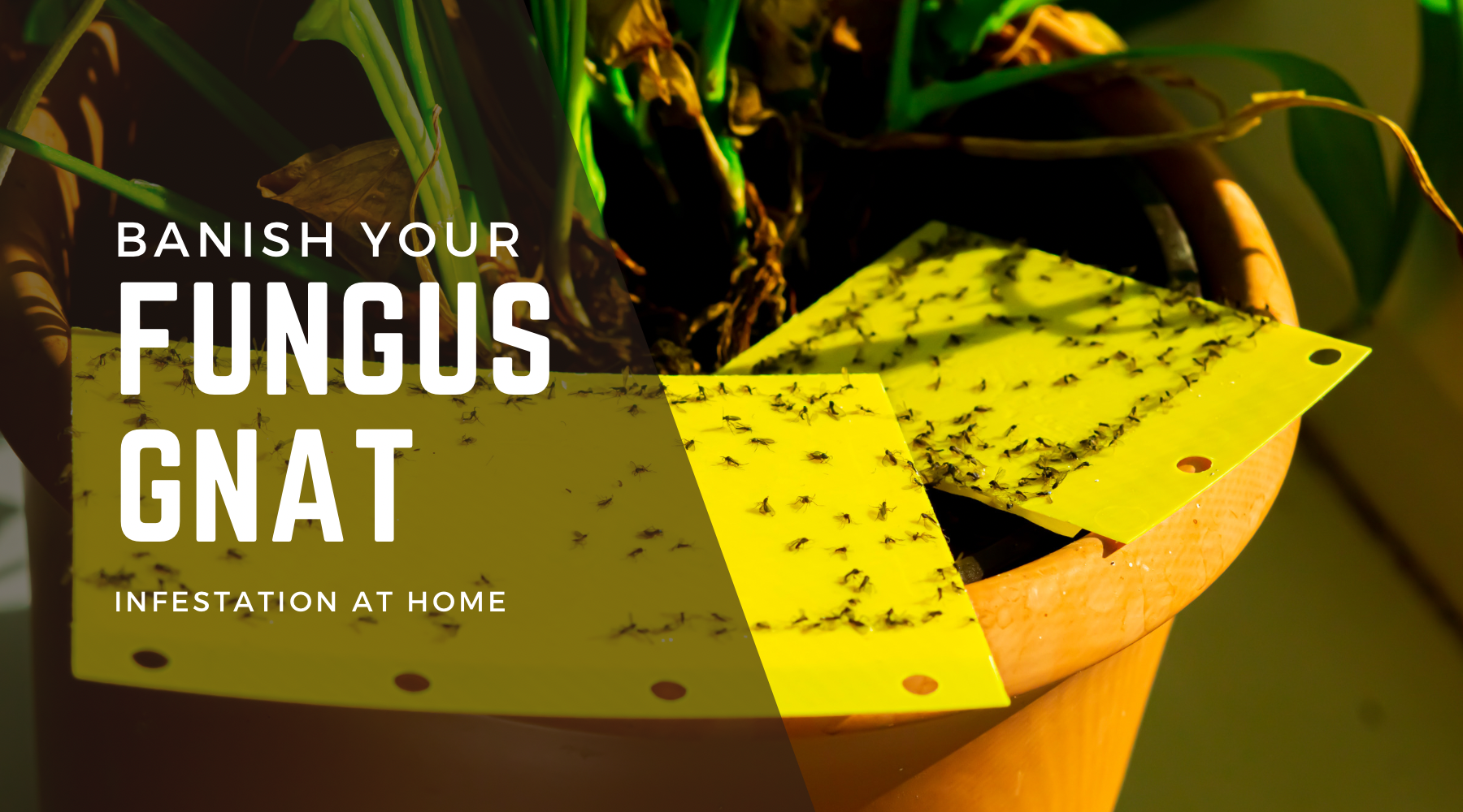Banishing Fungus Gnats: A Simple Guide Using Mosquito Dunks and Sticky Sticks