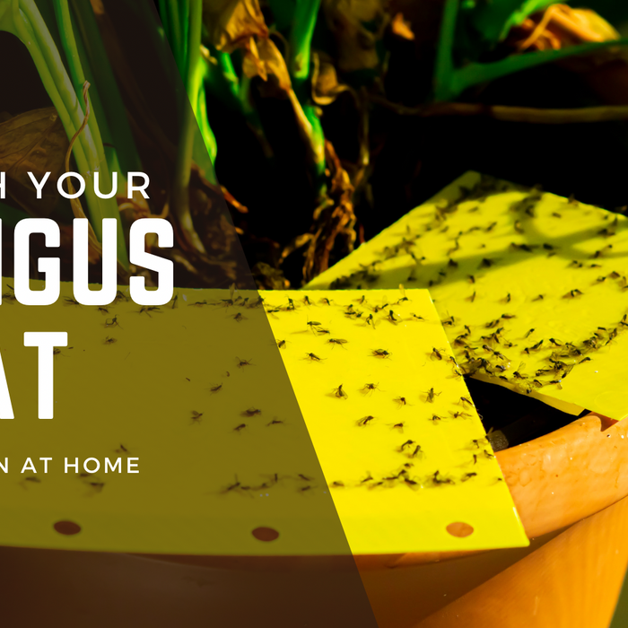 Banishing Fungus Gnats: A Simple Guide Using Mosquito Dunks and Sticky Sticks