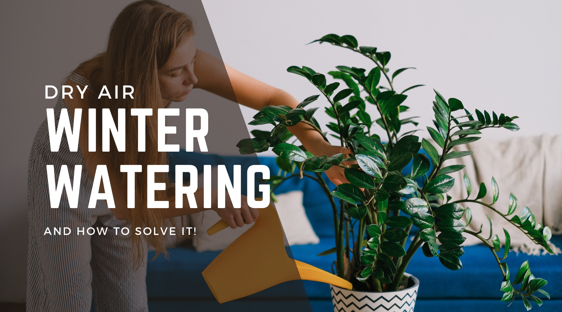 Navigating Winter Watering: The Crucial Role of Dry Air in Indoor Gardening