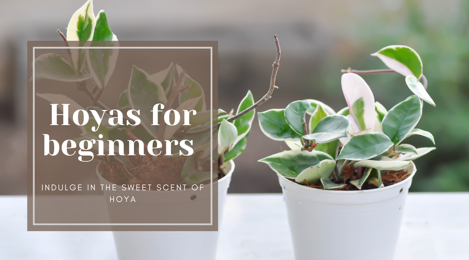 An introduction to Hoyas for beginners