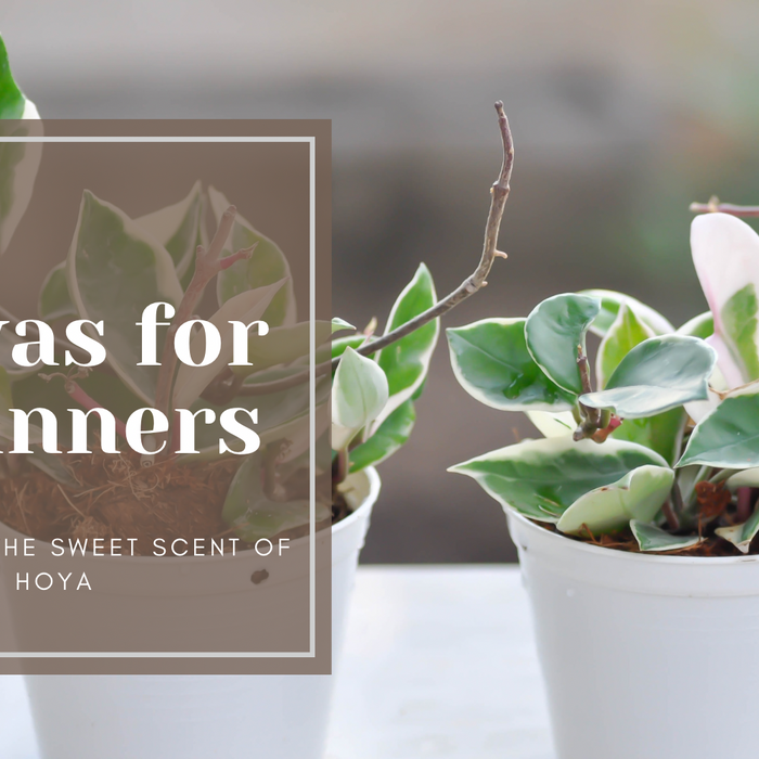 An introduction to Hoyas for beginners
