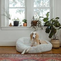 4 Pet-Friendly plants for your home