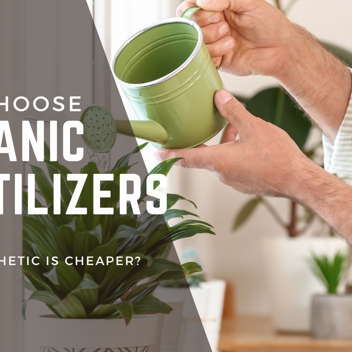The Green Revolution: Embracing Organic Fertilizers for Thriving Houseplants