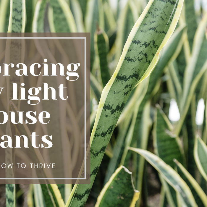 Thriving in the Shadows: Embracing Low Light with Houseplant