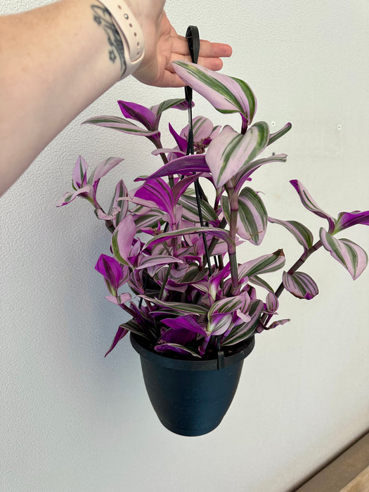 Tradescantia