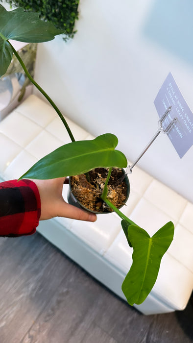 Philodendron lime fiddle