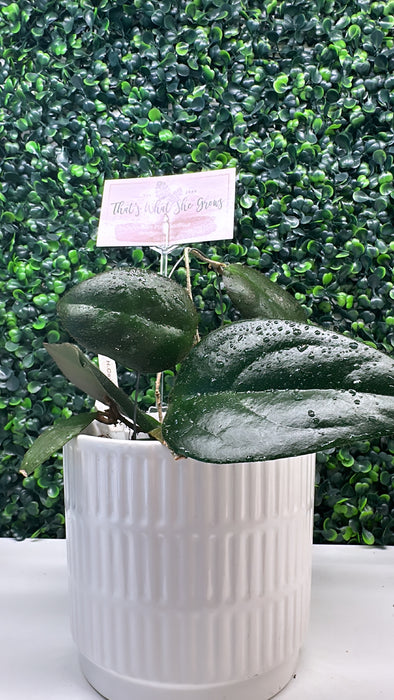 Hoya caudata Sumatra trellis