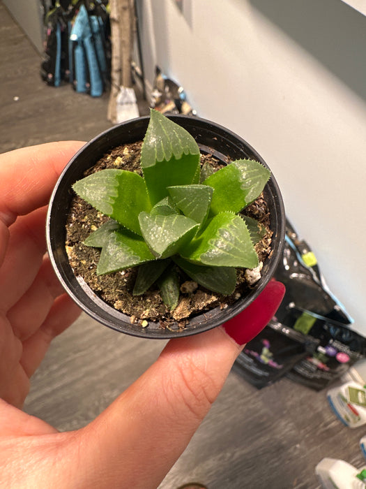 2.5” Haworthia (gem variety)