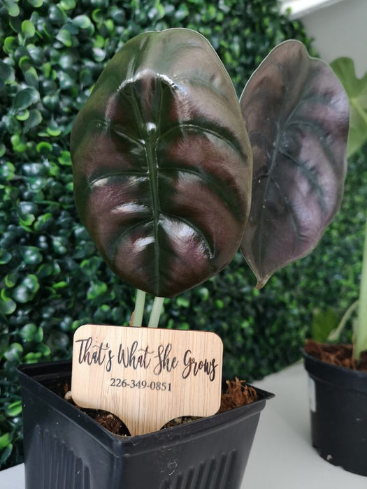 Alocasia Cuprea - thatswhatshegrows