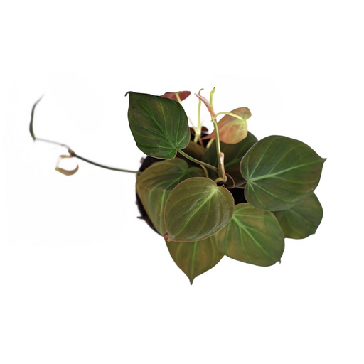 Philodendron Micans - thatswhatshegrows