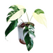 Epipremnum pinnatum variegated - thatswhatshegrows