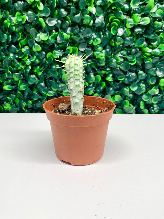 2.5” cactus - thatswhatshegrows
