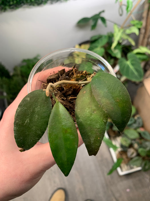 Hoya caudata Sumatra - thatswhatshegrows