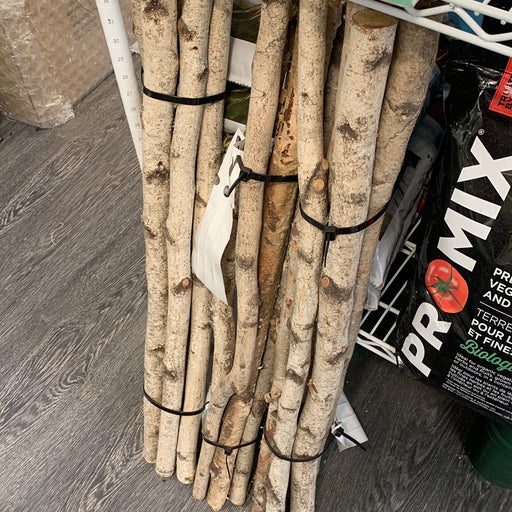 White birch pole - thatswhatshegrows