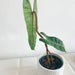 Philodendron billietiae - thatswhatshegrows