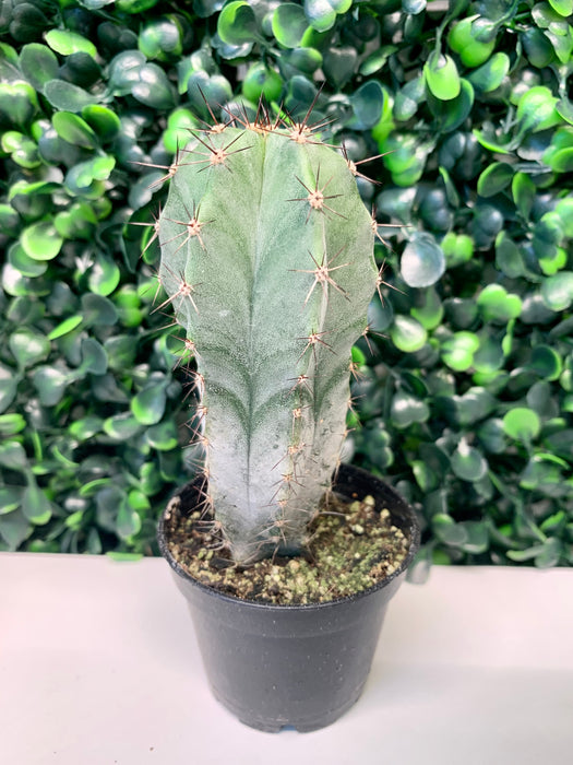 2.5” cactus - thatswhatshegrows