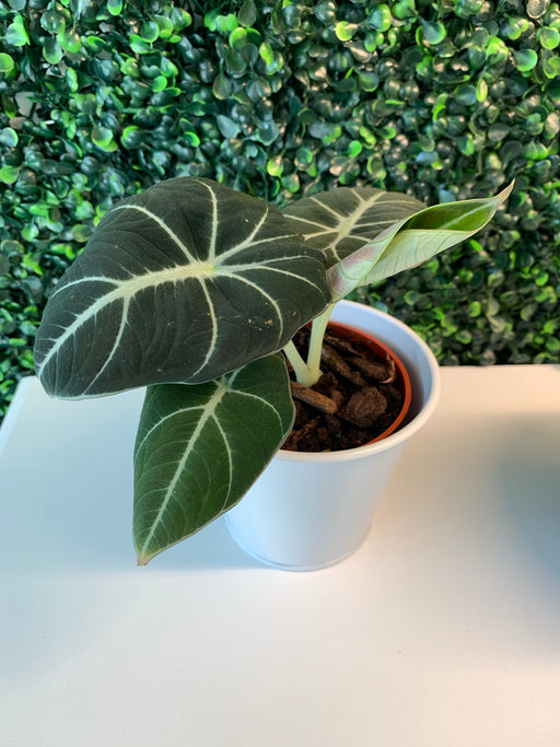 Alocasia black velvet - thatswhatshegrows