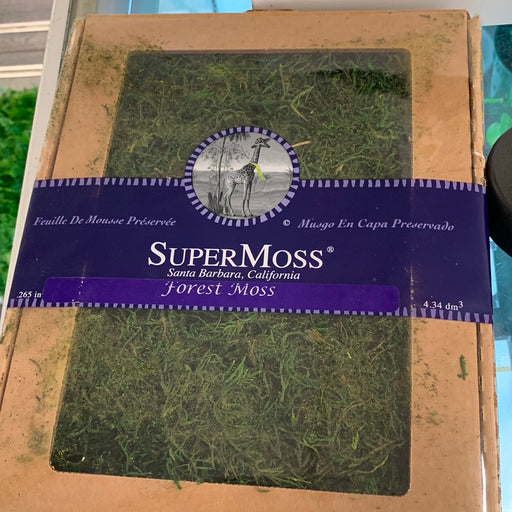 Forest Moss Preserved - Fresh Green, 175 cu. in. Display Box - thatswhatshegrows