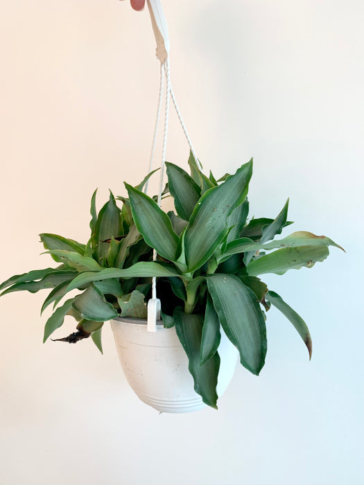 Tradescantia - thatswhatshegrows