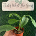 Hoya Multiflora - thatswhatshegrows