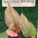 Philodendron Pink Princess - thatswhatshegrows