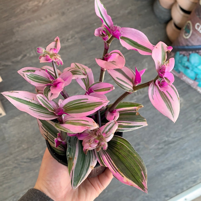 Tradescantia - thatswhatshegrows