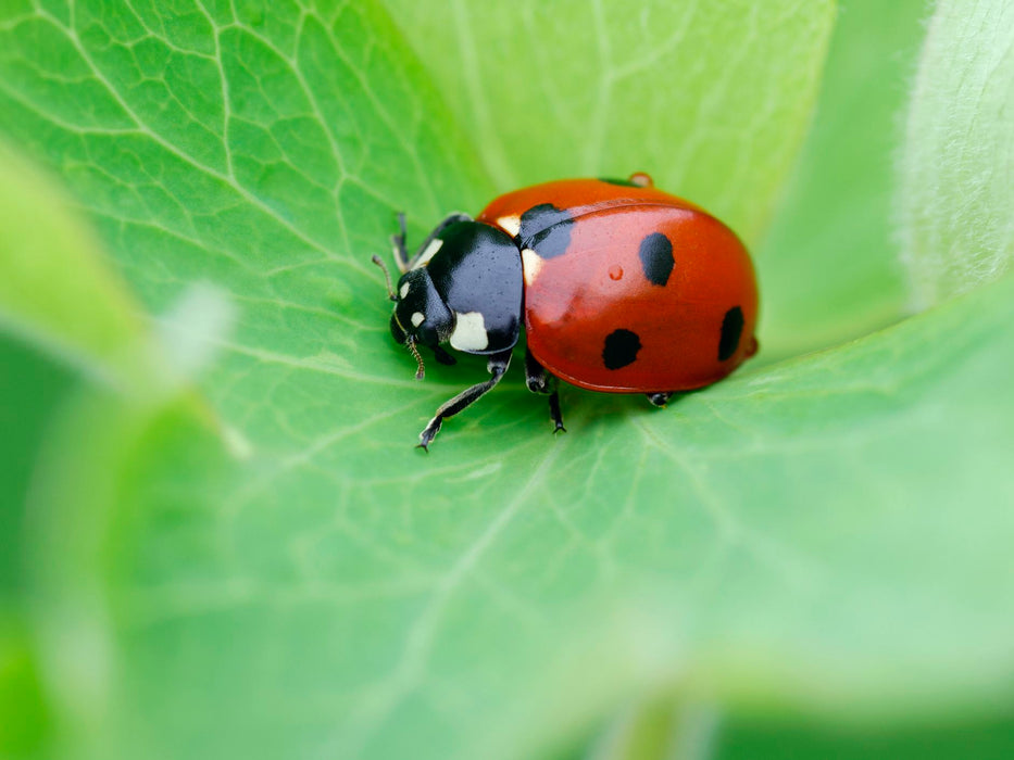 Natural pest control - thatswhatshegrows